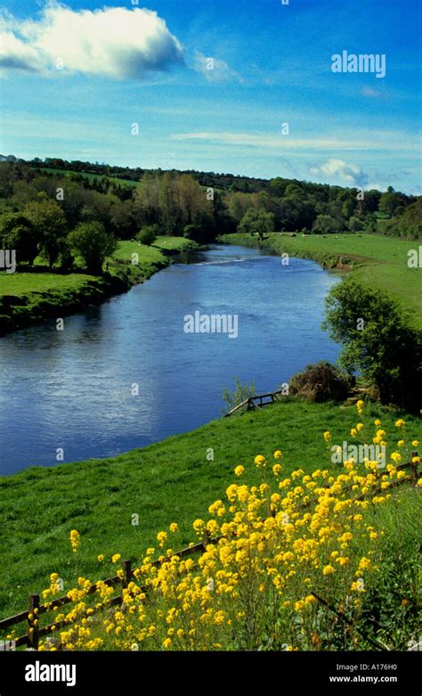 River Shannon Fish Stock Photo Alamy