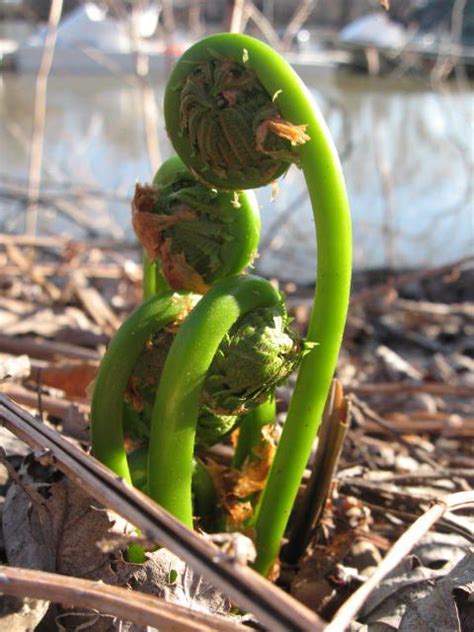 How To Find Identify And Cook Fiddleheads Fearless Eating Wild