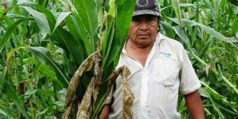 Sequía Afecta Más De 12 Mil Hectáreas De Milpa A Campesinos De José