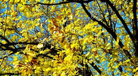 Árvore Vermelha Amarela Folhas Secas E Céu Azul Fundo Natural Borrado