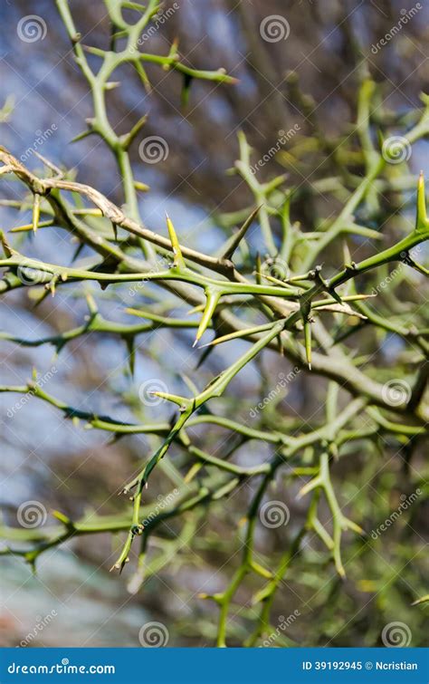 Thorn Bush Stock Photos - Royalty Free Stock Images