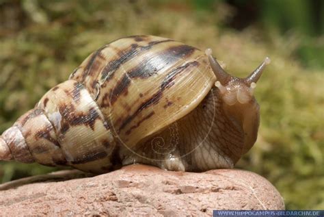 Achatina albopicta - Alchetron, The Free Social Encyclopedia