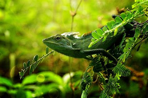 Tapety odchodzi Natura Jaszczurki trawa Makro gałąź Zielony