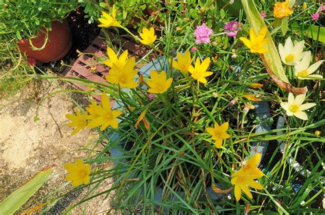 Зефирантес - Zephyranthes: фото, условия выращивания, уход и ...