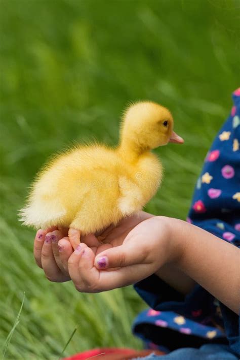 Cute Happy Little Girl With Of Small Duckling In The Garden Little