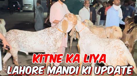 Lahore Mandi Update L Qurbani 2024l I Qurbani Ka Janwar Kitne Ka Liya L