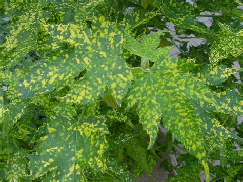 13 Common Maple Tree Problems And Diseases Dengarden