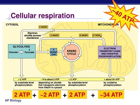 Cellular Respiration Pathway Diagram