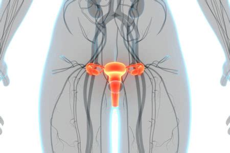 Clitoride Il Tesoro Nascosto Della Sessualit Femminile La Palestra