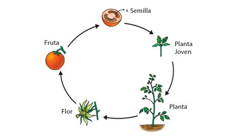 Ciencias Naturales Trabajo En Texto Escolar Abril