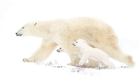 Female Polar Bears Are Truly The Queens Of The Arctic Arctic Kingdom