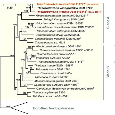 Phylogenomic Species Tree Based On The Analysis Of A Concatenated