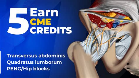 CME COURSE Fascial Plane Blocks For Abdomen And Hip NYSORA Learning