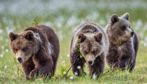 Il Corpo Forestale Del Trentino Rassicura I Cuccioli Di Jj Stanno