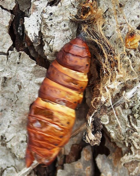 Five Spotted Hawkmoth Naked Pupae Project Noah