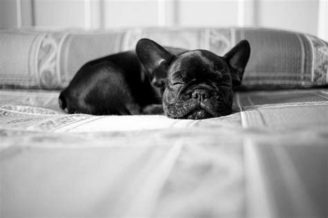 ~let sleeping frenchies lie~ | Cute french bulldog, French bulldog puppies, French bulldog