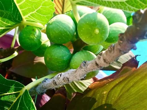 8 Best Fig Tree Varieties To Grow In Texas