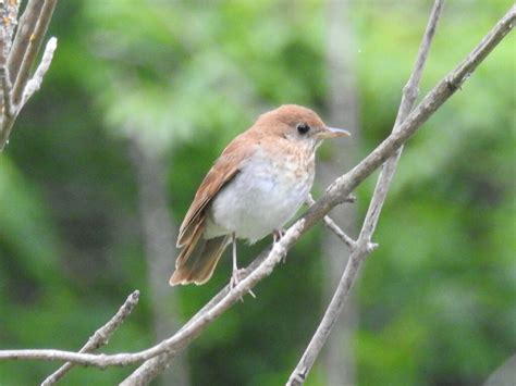 Veery From Lanark County ON Canada On June 18 2023 At 08 08 AM By