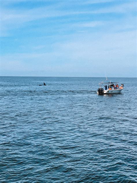 7 BEST Puerto Vallarta Whale Watching Tours