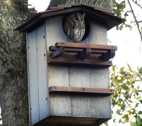 Great Horned Owl House Plan