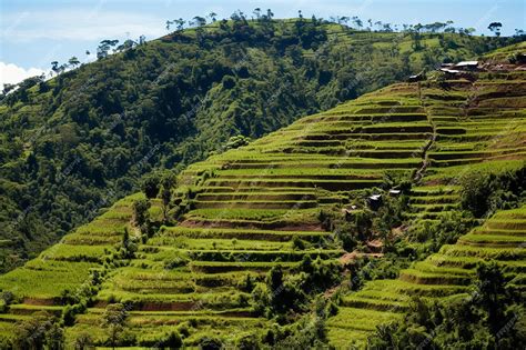 Premium Photo | Hillside with Terraced Farming Landscape