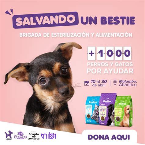 Fundación Adopta No Compres Perros Y Gatos En Adopción En Bogotá