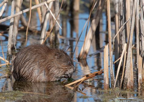 Muskrat Eating Breakfast Mia Mcphersons On The Wing Photography