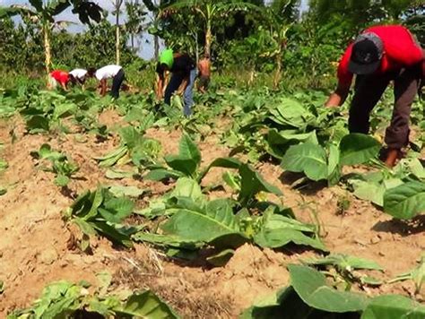 Pemangkasan Tembakau Tembakau Tambeng Jember