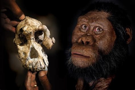 New fossil reveals face of 'Lucy' ancestor who lived almost 4 million ...