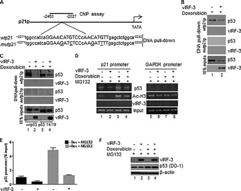 VIRF 3 Interferes With Binding Of P53 To The P21 Promoter A