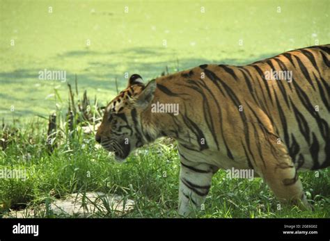 Wild tiger hunting for prey Stock Photo - Alamy