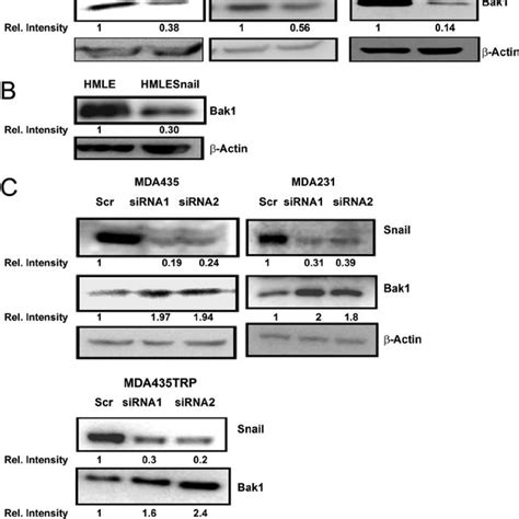 Bak1 Is Inversely Correlated With Snail In Breast Cancer Cells A Download Scientific Diagram