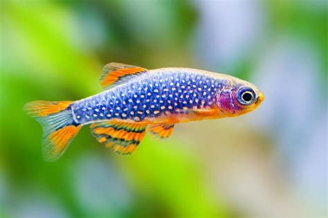 Celestial Pearl Danio Care: Tank Setup, Breeding, Tank Mates And Size