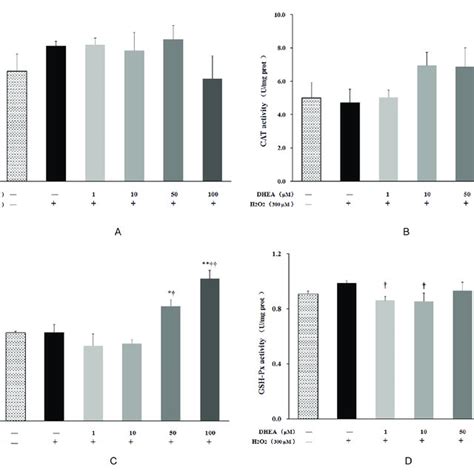 Effect Of Dhea On Antioxidant Enzyme Activity In H O Induced