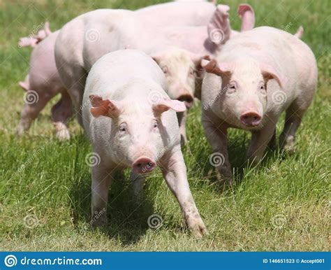 Peque Os Cochinillos Crecientes Rosados Que Pastan En Granja De Cerdo