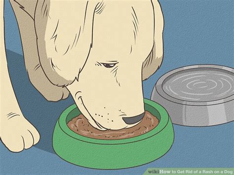 How to Get Rid of a Rash on a Dog (with Pictures) - wikiHow