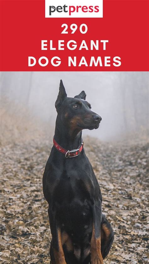 Top 290 Elegant Dog Names for Male and Female Dogs | Dog names, Female