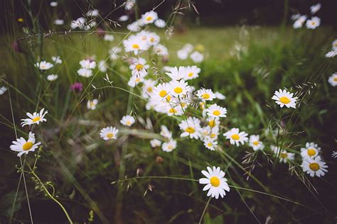 Royalty Free Photo Shallow Focus Photography Of White Flowers Pickpik