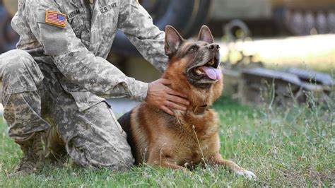 15 Military Dog Breeds That Are Brothers In Paws Puplore