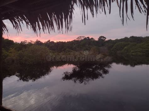 Sunrise of the Amazon Rainforest Stock Image - Image of relaxing ...