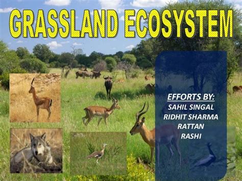 GRASSLAND ECOSYSTEMS EVS PPT