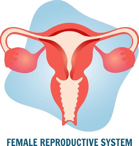 Image Médicale Du Système Reproducteur Féminin En Illustration