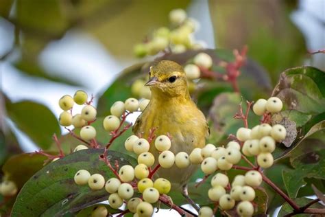 Birds Similar To Painted Buntings