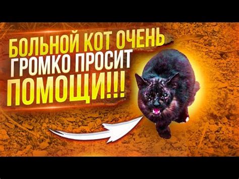 Говорящий Кот просит помощи 😥 - YouTube