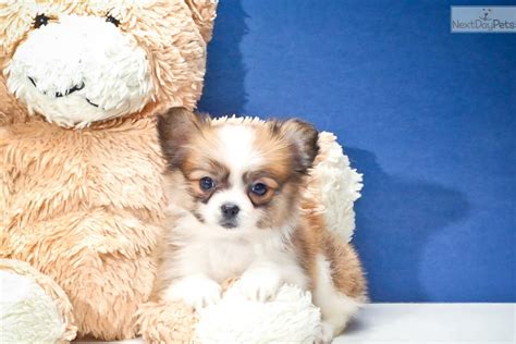 Meet Teacup Daisy A Cute Papillon Puppy For Sale For 595 Teacup Daisy