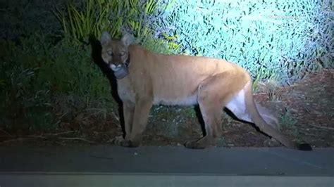 Mountain lion seen prowling Simi Valley neighborhood after 1 dog killed, another attacked: Video ...