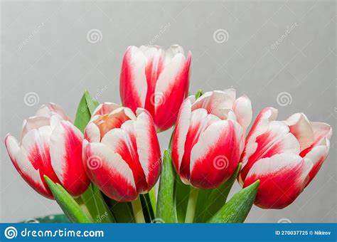 Bouquet of Red Tulip Flowers Stock Image - Image of flower, green ...