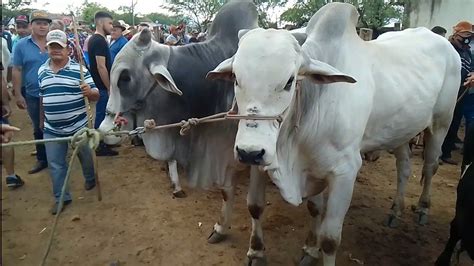 Pre O Do Gado Na Feira De Animais Tabira Pe Youtube