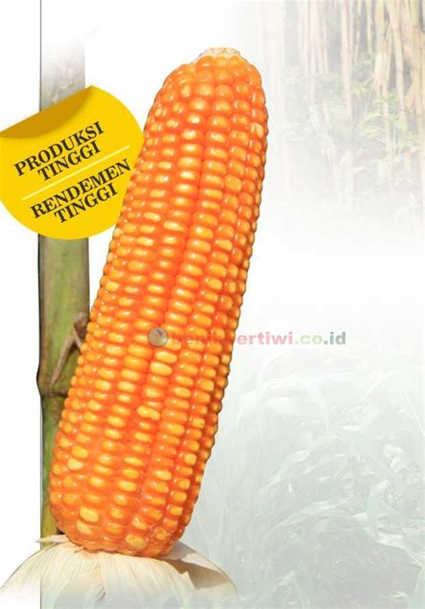 Jagung Pertiwi 6 PT ELANG MANDIRI GROUP