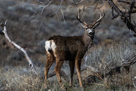 Mule Deer Buck with Large Antlers Stock Photo - Image of winter, mammal: 172062956